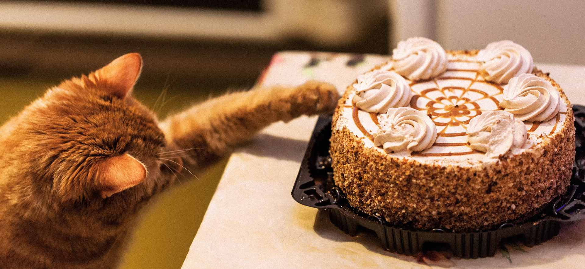 por qué los gatos no pueden comer azúcar